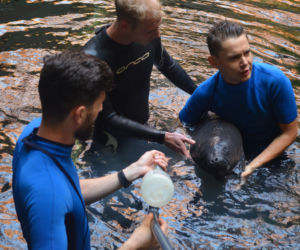 We wrocławskim zoo urodził się kolejny manat