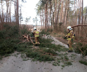 Szkody po Orkanie Eunice. Zrywało dachy, wyrywało grube drzewa, brakowało prądu