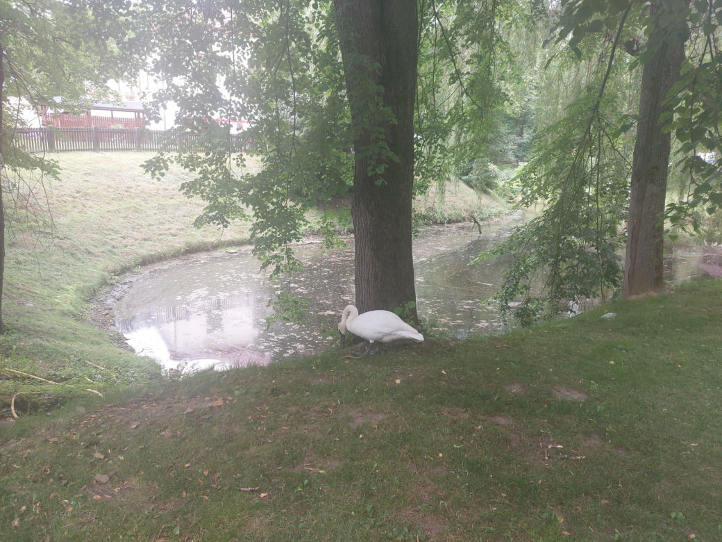 Zamek Dubiecko