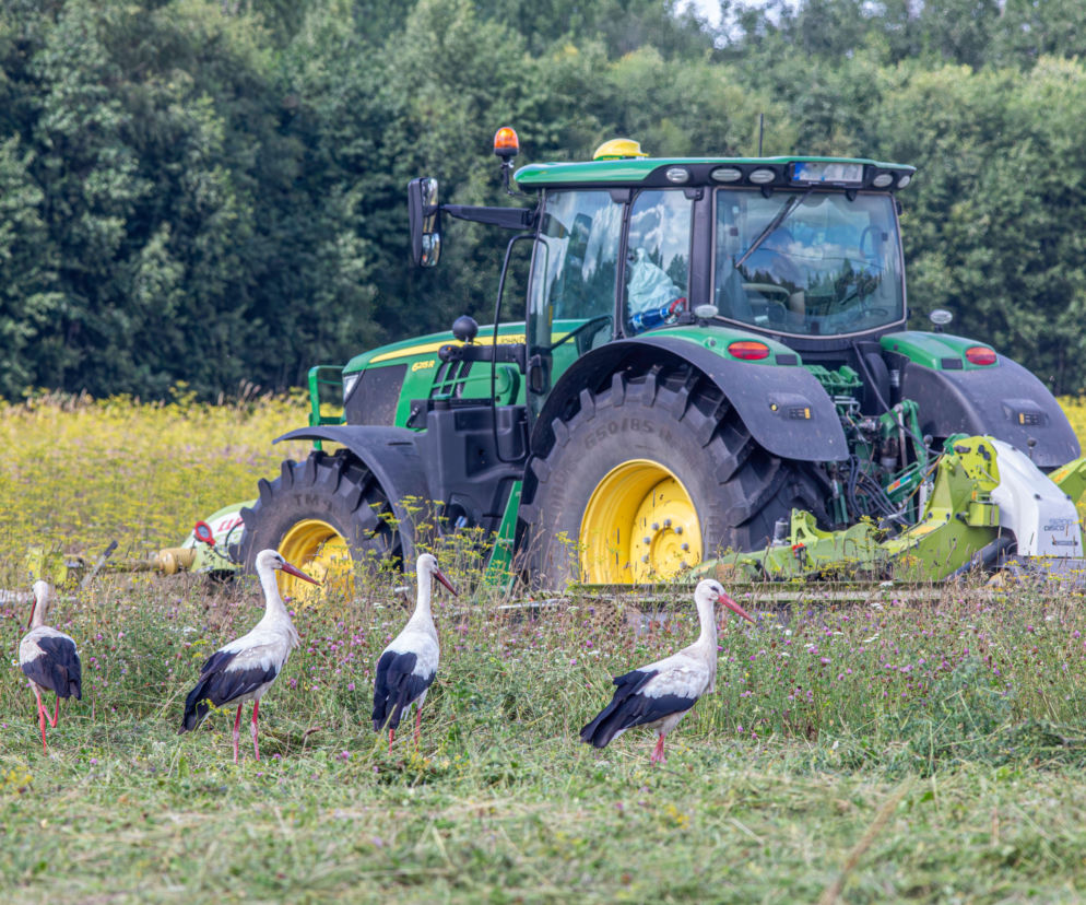 Zielony traktor na polu, a przed nim cztery bociany. O nowych przepisach chroniących rolników przeczytasz w Eska.