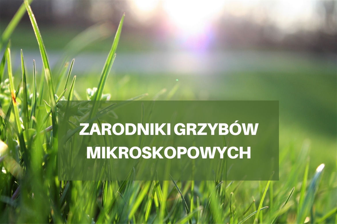 Co pyli w czerwcu 2021? Jakie pyłki wywołują alergie w czerwcu? [LISTA ALERGENÓW]