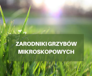 Co pyli w czerwcu 2021? Jakie pyłki wywołują alergie w czerwcu? [LISTA ALERGENÓW]