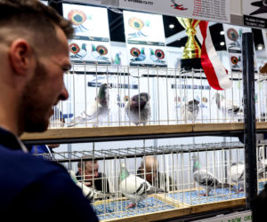 Katowice stolicą gołębiarstwa. Za nami 17. edycja EXPOGołębie. To największa tego typu impreza w Europie