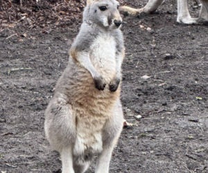 Wspaniały rok dla stołecznego zoo. W warszawskim ogrodzie urodziło się aż pięć kangurków