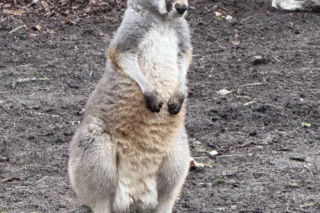 Wspaniały rok dla stołecznego zoo. W warszawskim ogrodzie urodziło się aż pięć kangurków