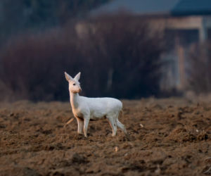Sarna Albinos widziana w okolicy Dębicy [ZDJĘCIA]