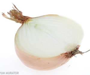 Cebula