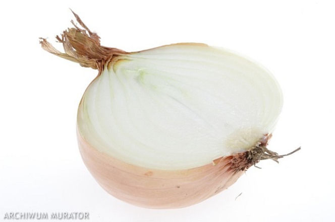 Cebula
