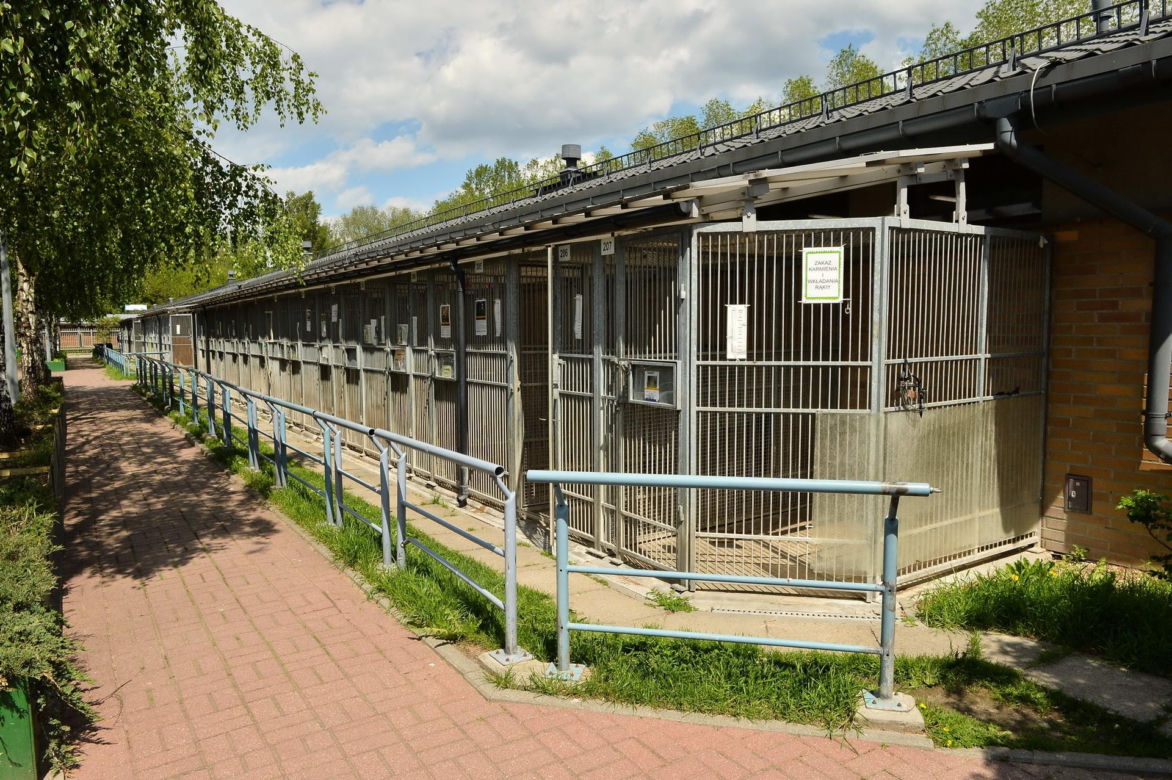 Chaos w schronisku na Paluchu. Wolontariusze skarżą się na dyrekcję do prezydenta