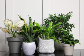 Ceny roślin doniczkowych 2026 – porównanie marketów i centrów ogrodniczych