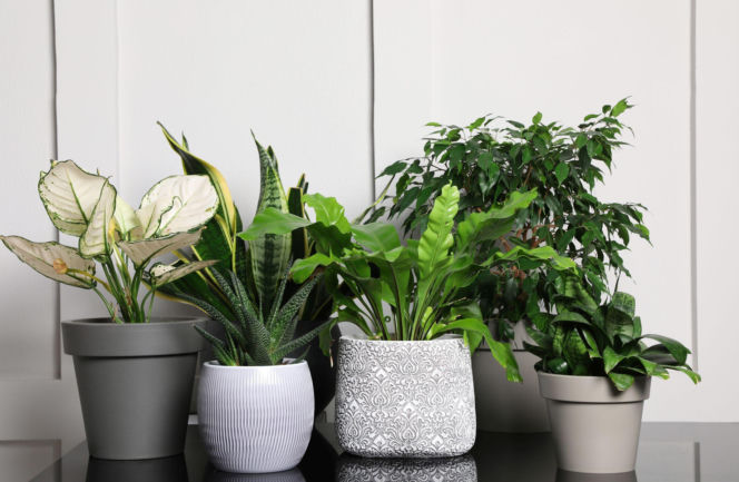 Domowe rośliny doniczkowe