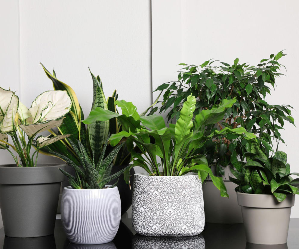 Domowe rośliny doniczkowe