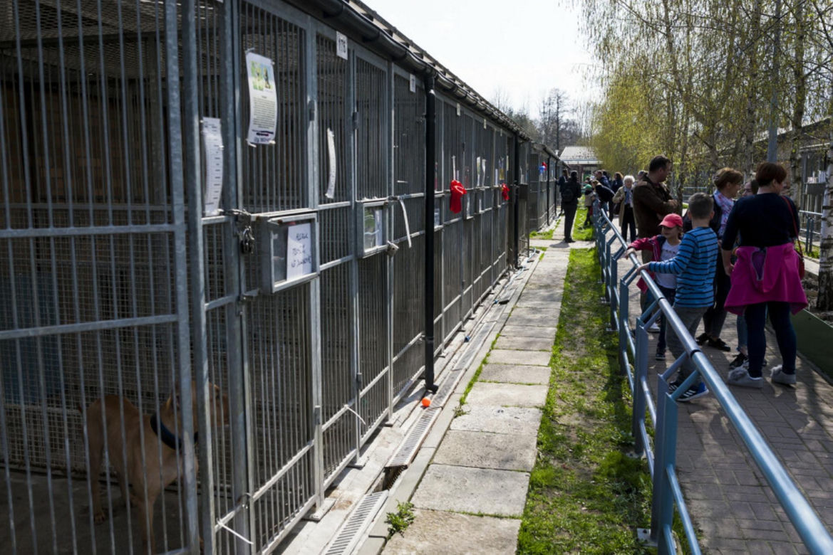 Chaos w schronisku na Paluchu. Wolontariusze skarżą się na dyrekcję do prezydenta