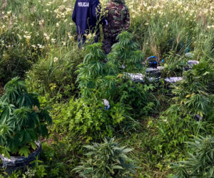 Plantacja marihuany w gminie Wasilków