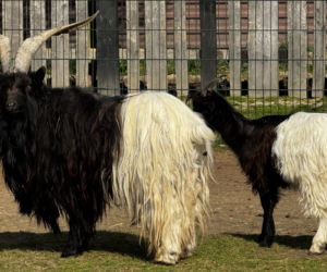 Słodka kózka z Wojciechowa szuka imienia