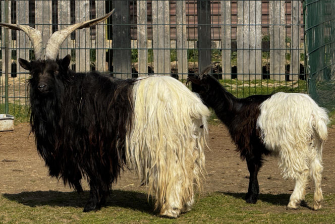 Słodka kózka z Wojciechowa szuka imienia