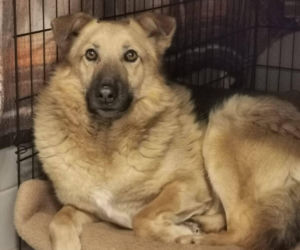 Interwencja w Sobolewie. Wrocławskie schronisko przyjęło 10 psów