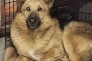 Interwencja w Sobolewie. Wrocławskie schronisko przyjęło 10 psów