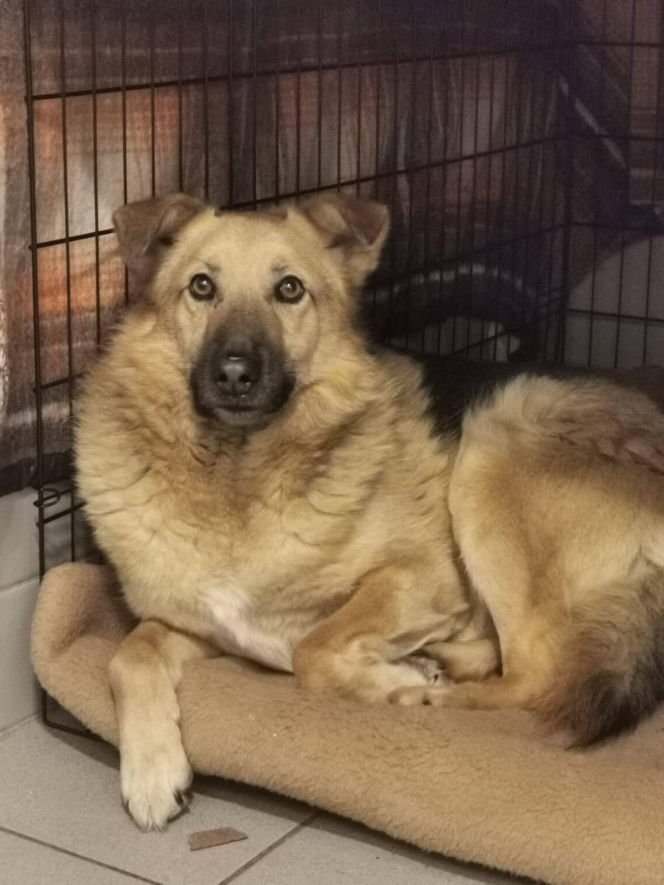 Interwencja w Sobolewie. Wrocławskie schronisko przyjęło 10 psów