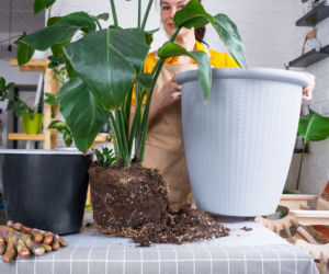 Przesadzanie strelicji