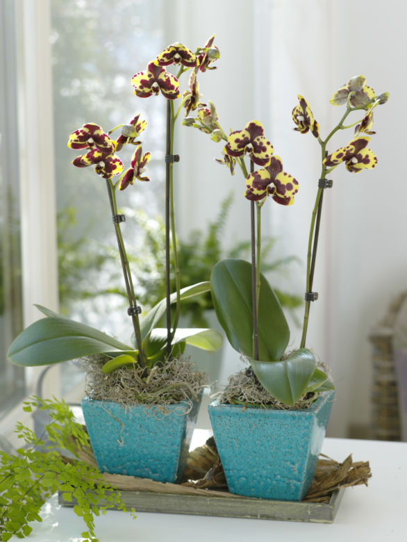 Phalaenopsis 'Yellow Cowspots' 