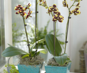 Phalaenopsis 'Yellow Cowspots' 