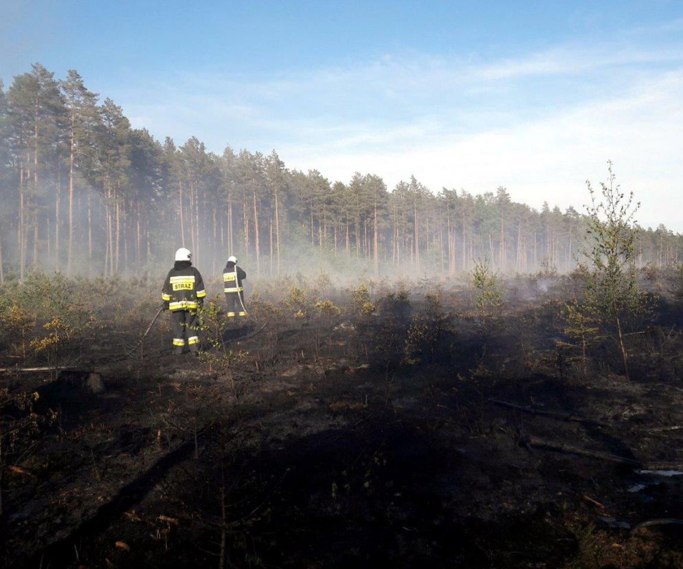 Spłonął las. Leśnicy apelują o rozsądek