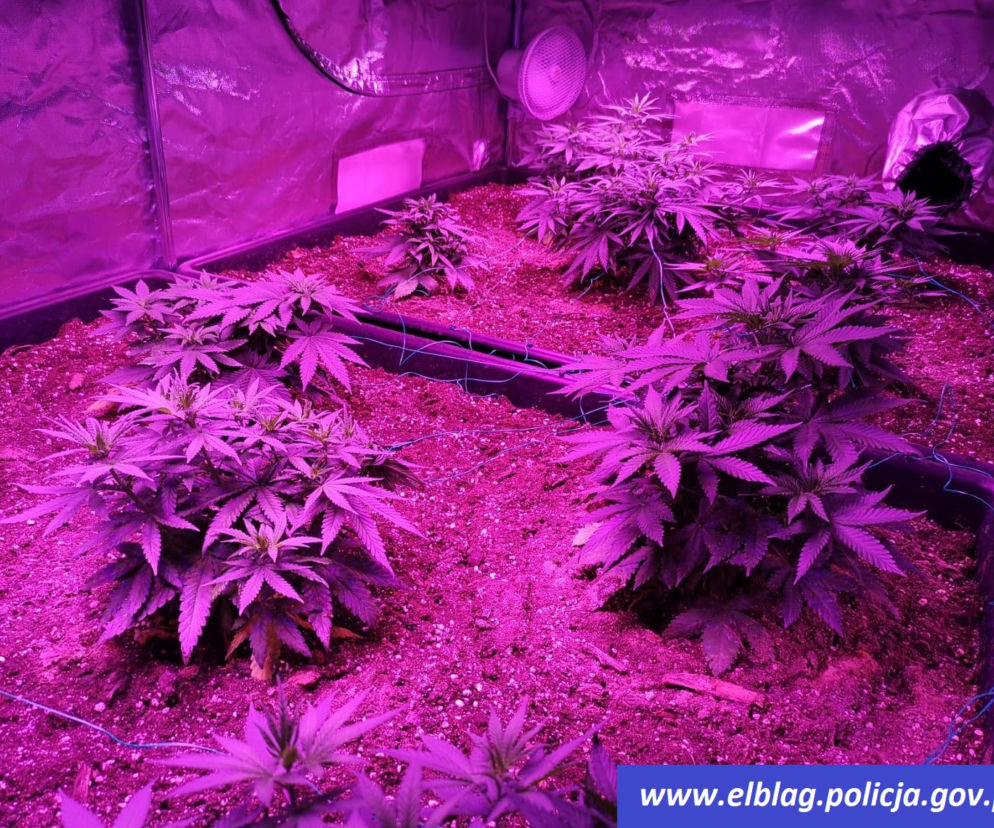 Domowa plantacja marihuany zlikwidowana