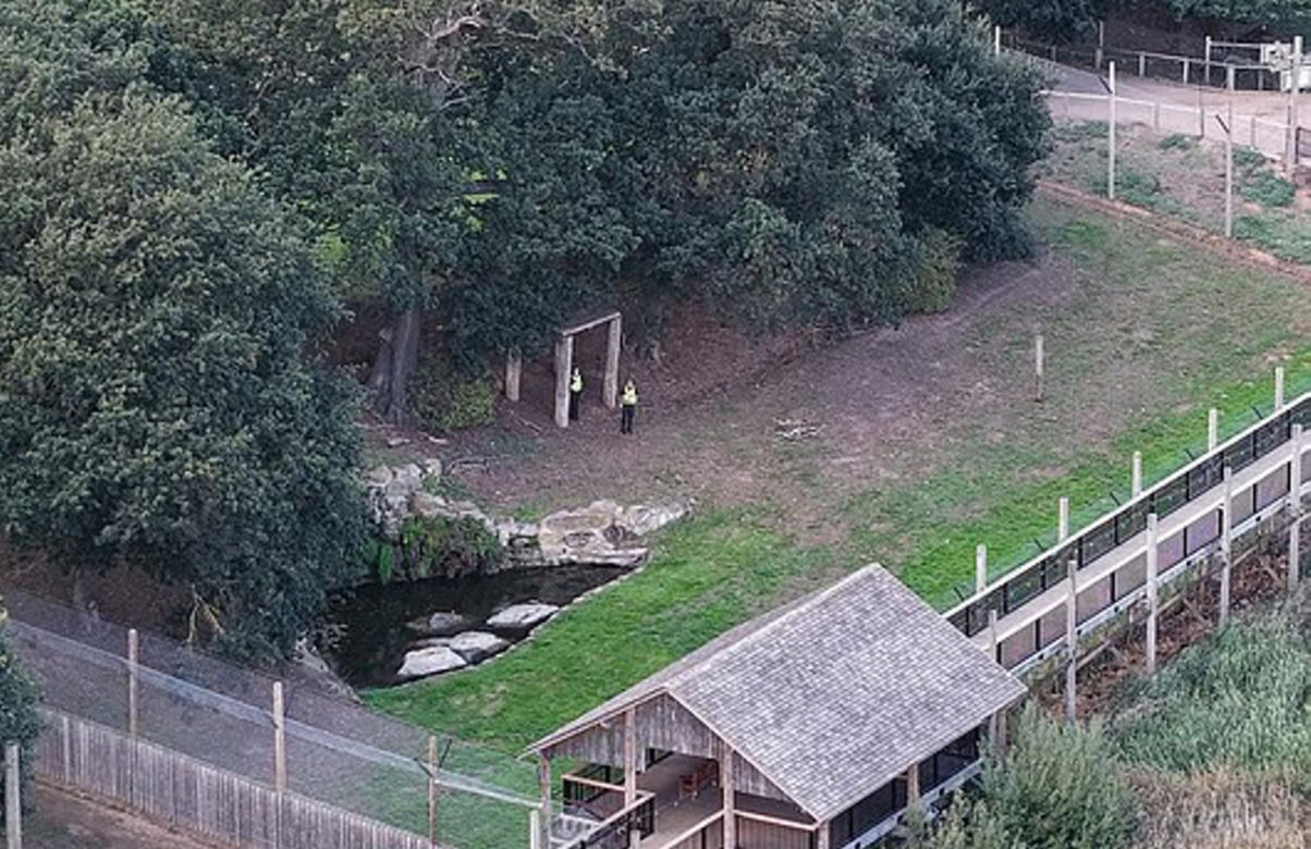 atak tygrysa