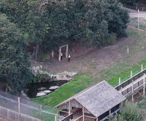 atak tygrysa