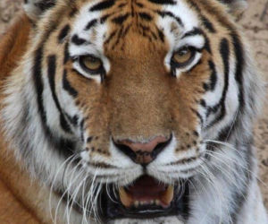 Te zwierzaki zrobią Ci dzień! Zoo w Eberswalde zaledwie godzinę drogi od Szczecina [ZDJĘCIA]