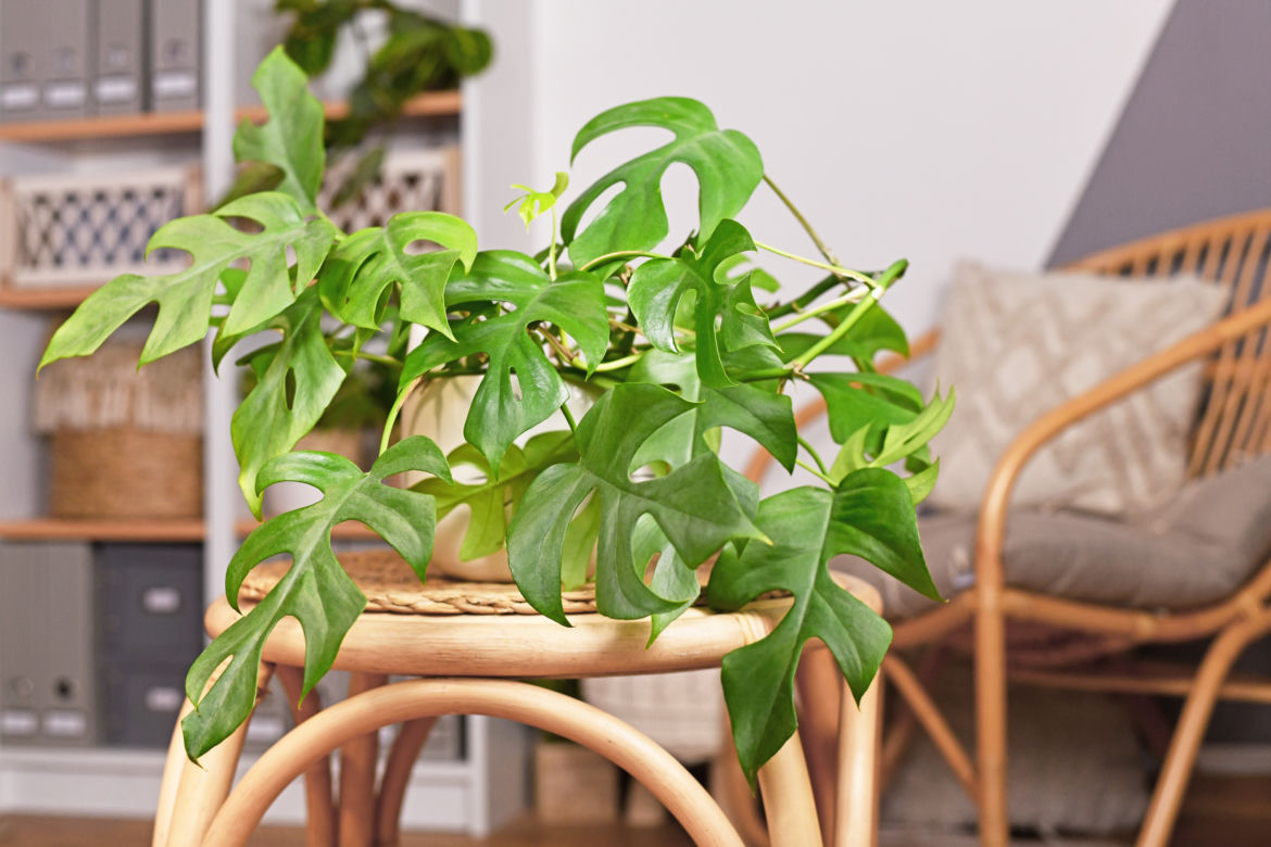 1. Monstera minima (rhaphidophora tetrasperma) 