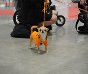 Międzynarodowa Wystawa Psów Rasowych Duo Cacib Kielce 2025