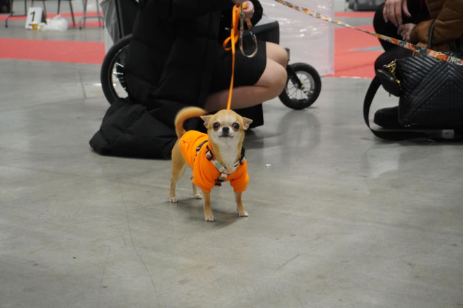 Międzynarodowa Wystawa Psów Rasowych Duo Cacib Kielce 2025