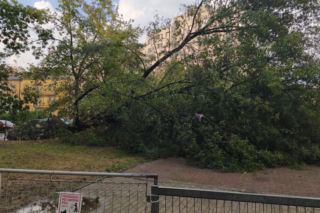 Gwałtowna burza nad Warszawą. Drzewa wyrwane z korzeniami w 5 minut!