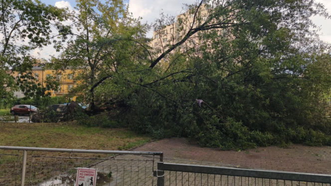 Gwałtowna burza nad Warszawą. Drzewa wyrwane z korzeniami w 5 minut!