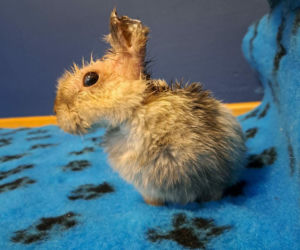 21-latek bestialsko okaleczył Marcysia i porzucił go w zaroślach. Mężczyzna przyznał się do winy