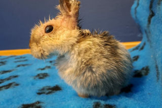 21-latek bestialsko okaleczył Marcysia i porzucił go w zaroślach. Mężczyzna przyznał się do winy