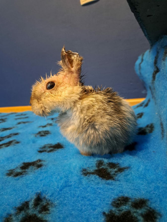 21-latek bestialsko okaleczył Marcysia i porzucił go w zaroślach. Mężczyzna przyznał się do winy