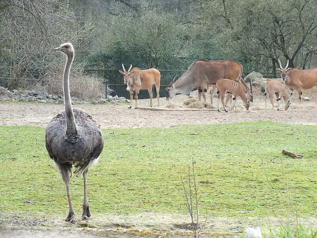 Tierpark Cottbus