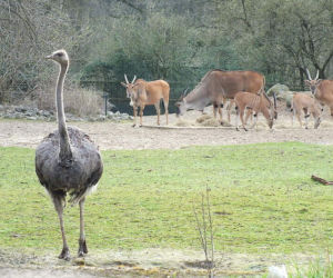 Tierpark Cottbus