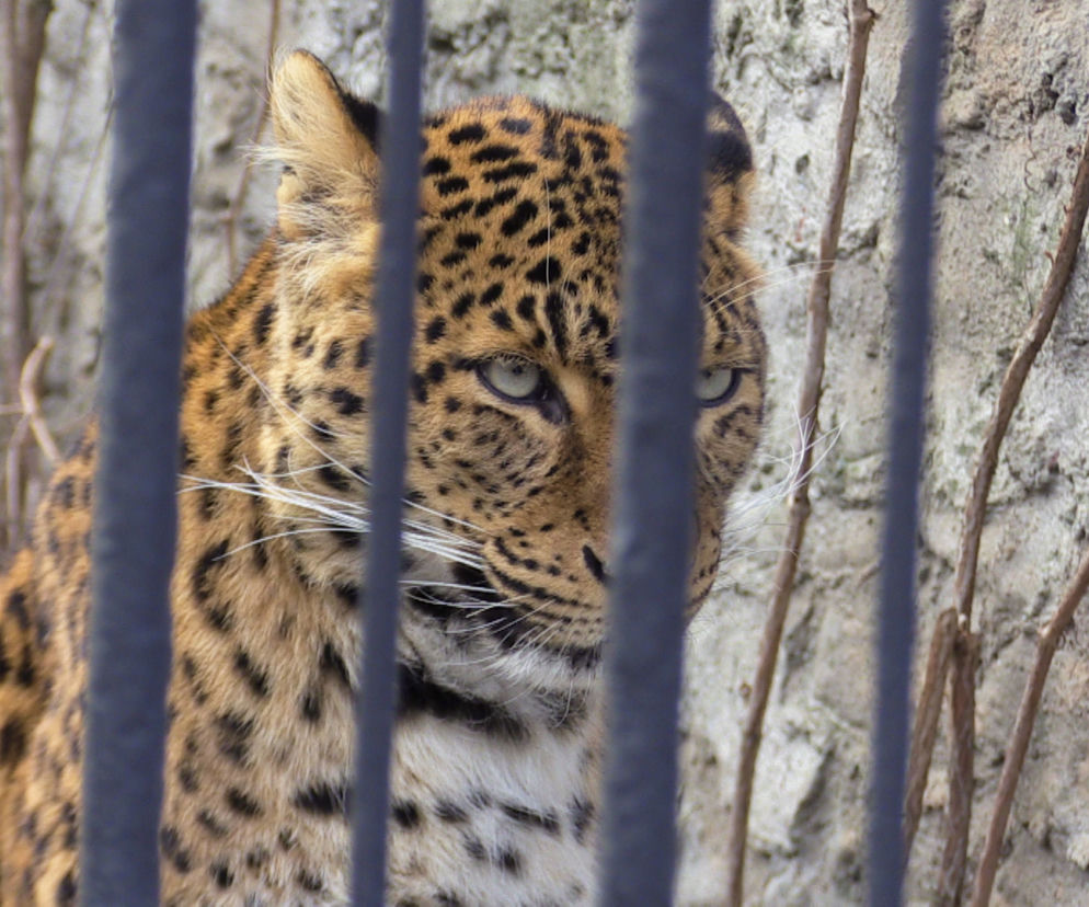 W zoo szykują się zmiany