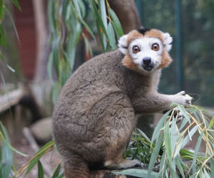 Lemury koroniaste we wrocławskim zoo