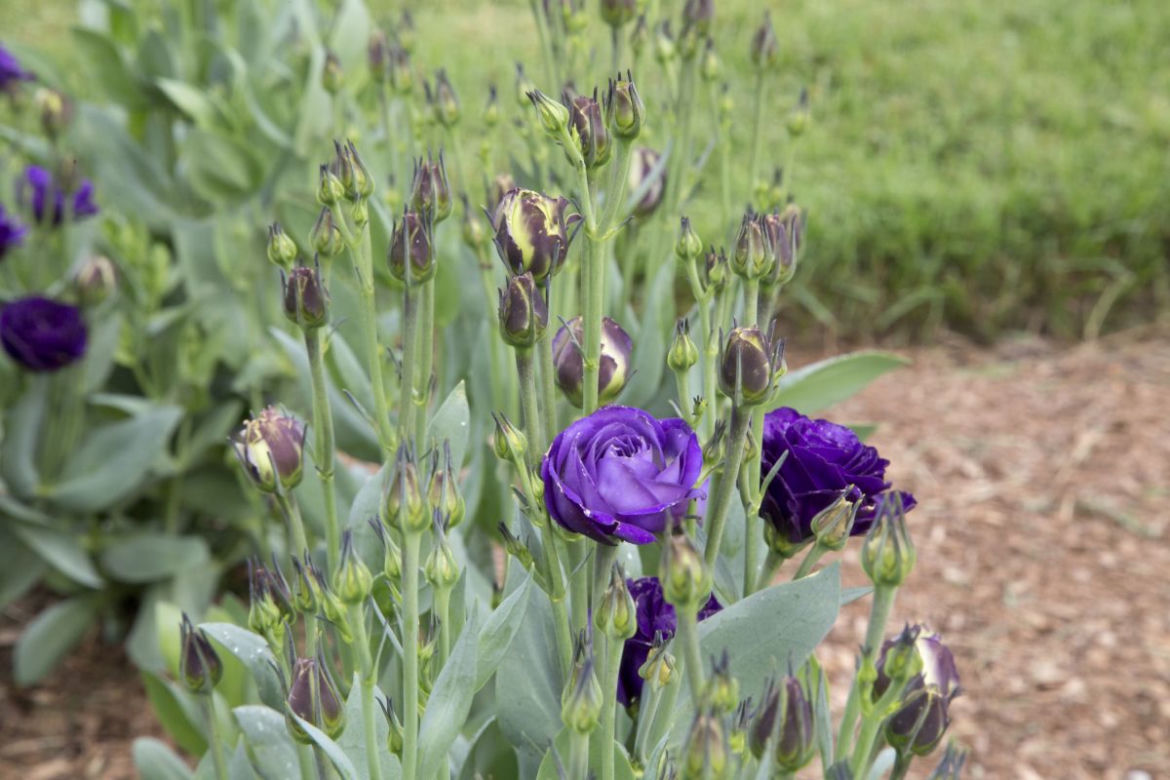 Eustoma