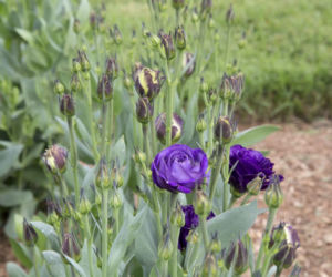 Eustoma
