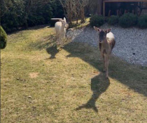 Szokujące nagranie z ogrodu Ewy Gawryluk! Takich gości się nie spodziewała