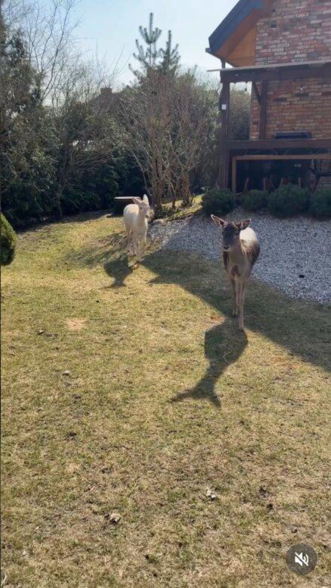 Szokujące nagranie z ogrodu Ewy Gawryluk! Takich gości się nie spodziewała