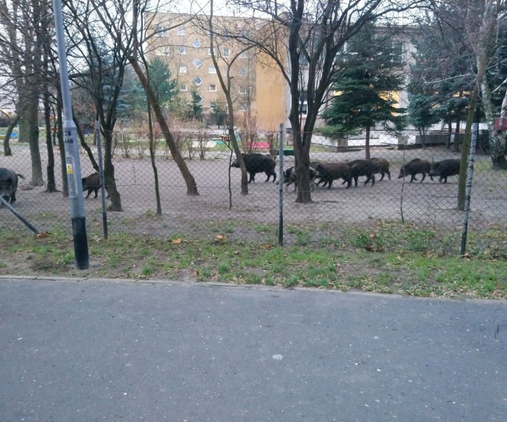 Dziki grasowały na placu zabaw w Poznaniu
