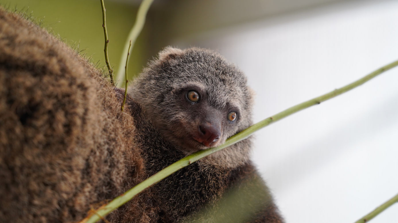 We wrocławskim zoo urodził się kuskus niedźwiedzi