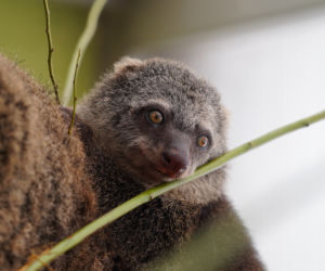 We wrocławskim zoo urodził się kuskus niedźwiedzi